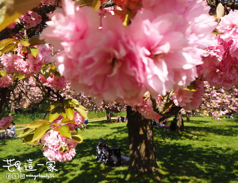 巴黎蘇鎮公園櫻花